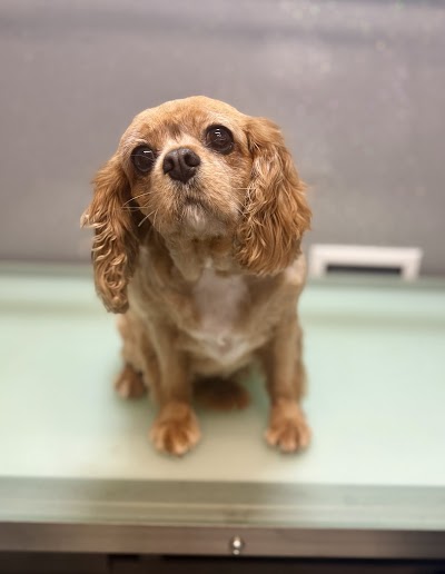 High Grange Dog Grooming