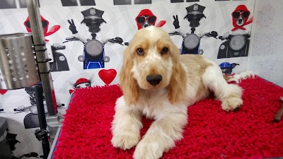 Grooming Van Image