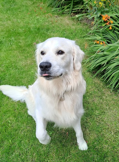 Grooming Van Image