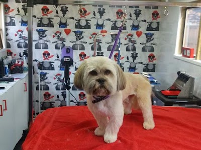 Grooming Van Image