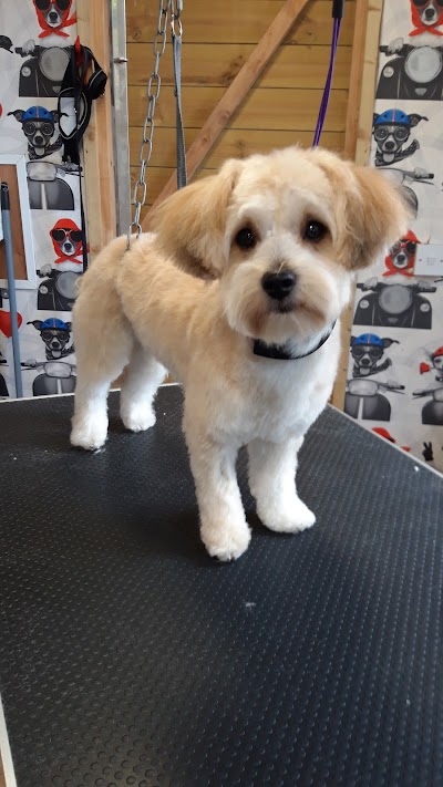 Grooming Van Image