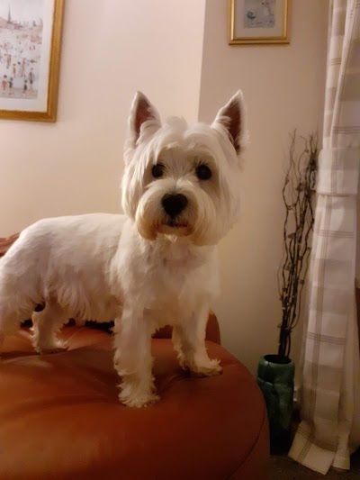 Grooming Van Image