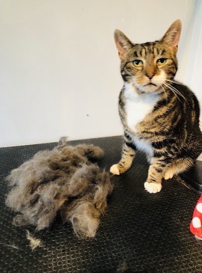 Grooming Van Image