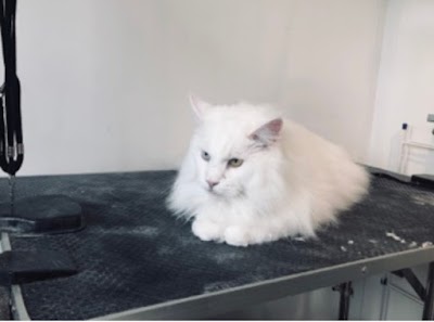Grooming Van Image
