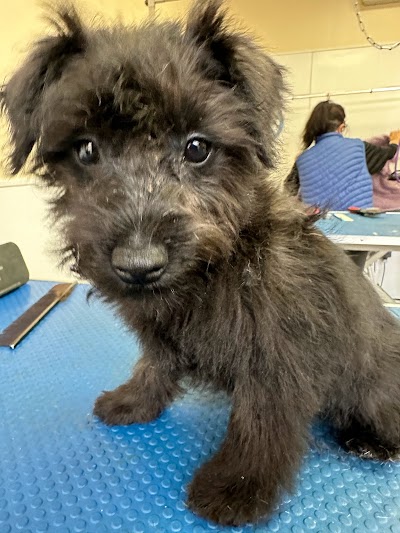 Grooming Van Image
