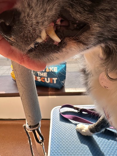 Grooming Van Image