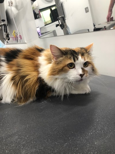 Grooming Van Image