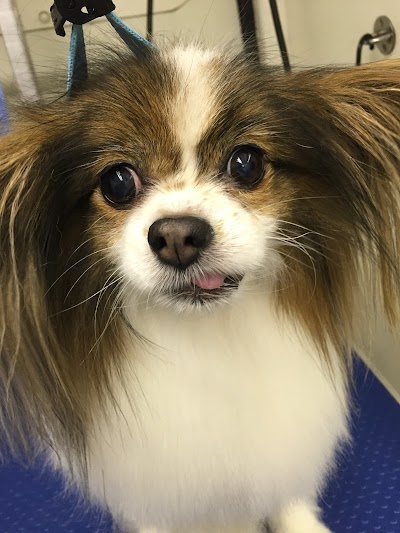 Grooming Van Image