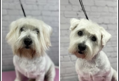Grooming Van Image