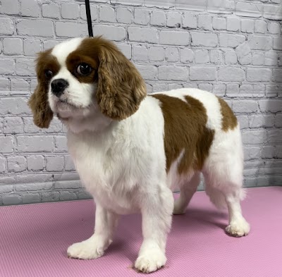 Grooming Van Image