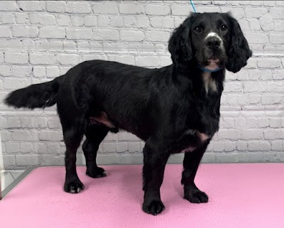 Grooming Van Image