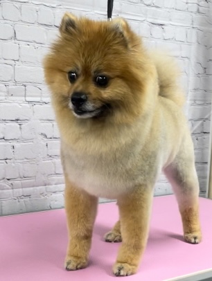 Grooming Van Image