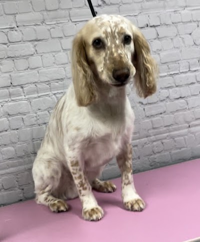 Grooming Van Image
