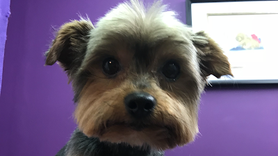 Grooming Van Image