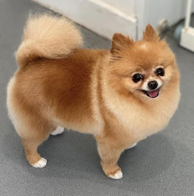 Grooming Van Image