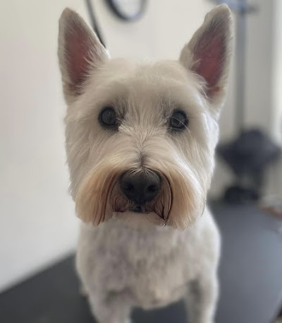 Grooming Van Image