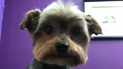 Grooming Van Image