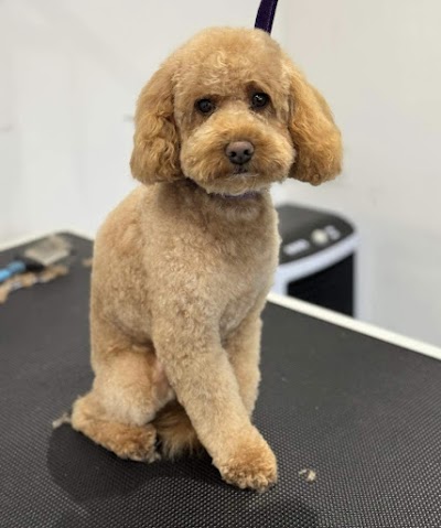 Kazumi Dog Grooming