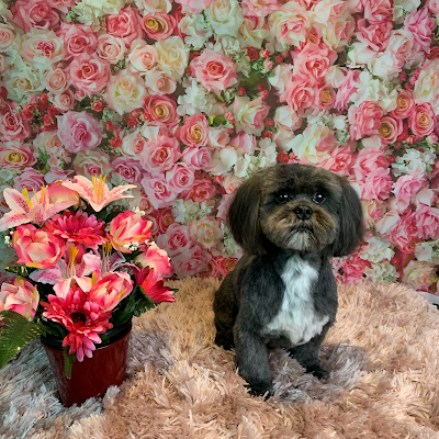 Grooming Van Image
