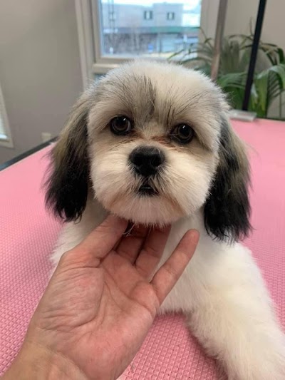 Grooming Van Image