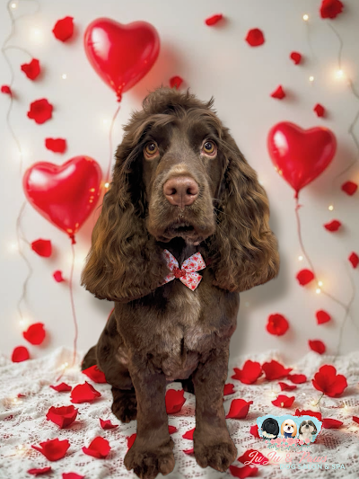 Grooming Van Image