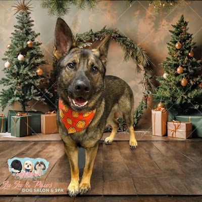Grooming Van Image