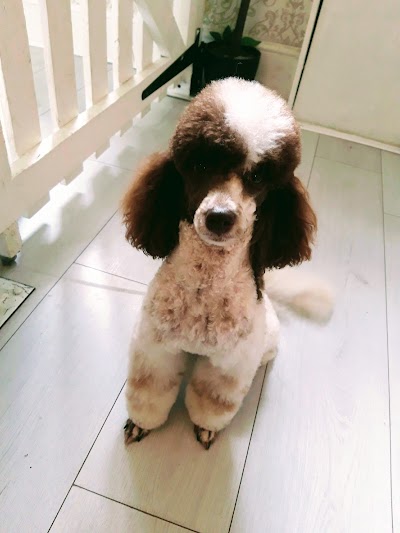 Grooming Van Image