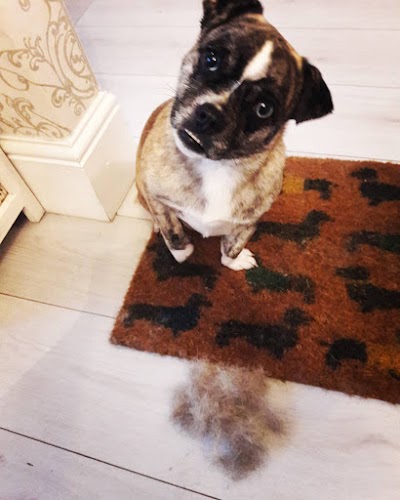 Grooming Van Image