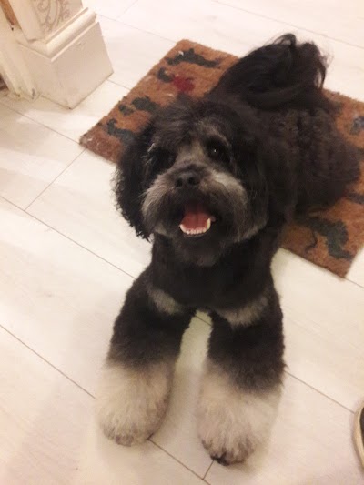 Grooming Van Image