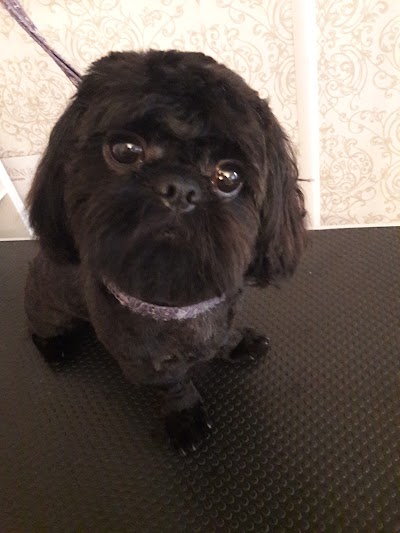 Grooming Van Image