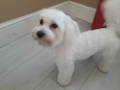 Max & Mabel's Ltd (was Grooms by Ariane)