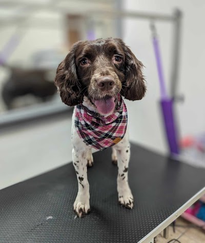 Grooming Van Image