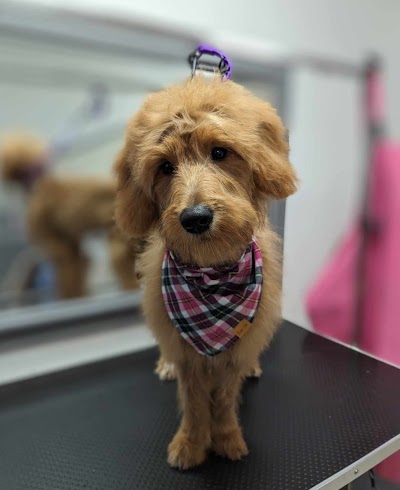 Grooming Van Image