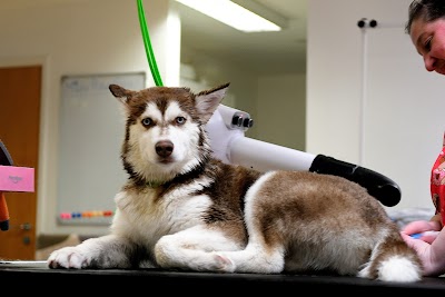 Grooming Van Image