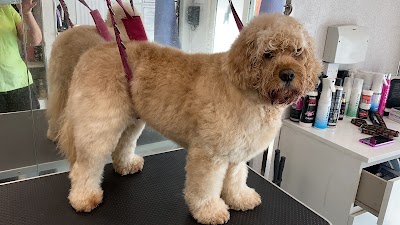 Grooming Van Image
