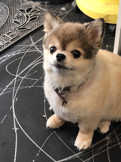 Grooming Van Image