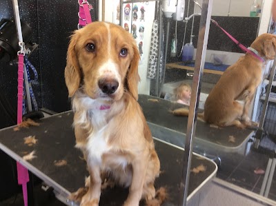 Grooming Van Image
