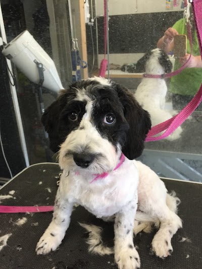 Grooming Van Image