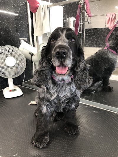Grooming Van Image