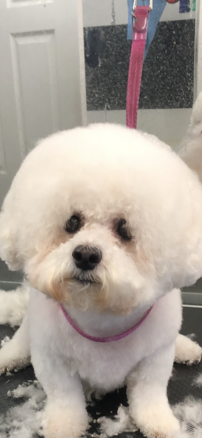Grooming Van Image