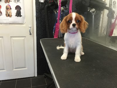 Grooming Van Image