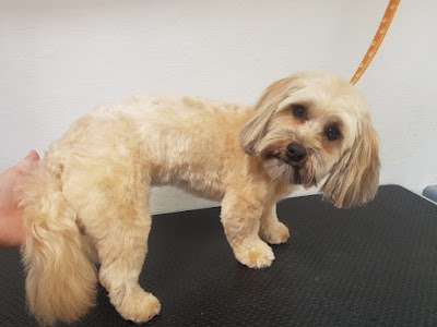Grooming Van Image