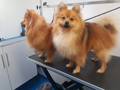 Mutts Cuts Dog Grooming