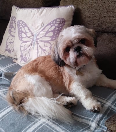 Grooming Van Image