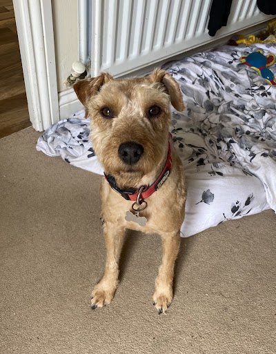 My Dog Barber (Blaydon)