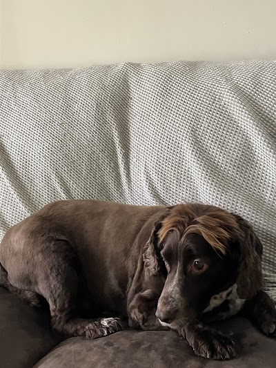 Grooming Van Image