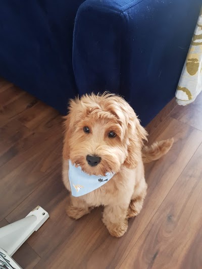 Grooming Van Image