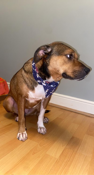 Grooming Van Image