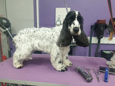 Grooming Van Image
