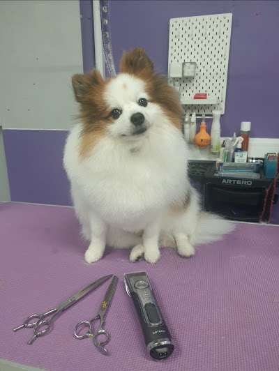 Grooming Van Image
